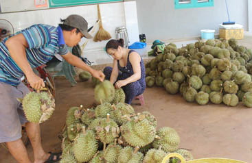 Thanh long rớt giá vì Trung Quốc giảm ăn hàng. Ảnh chụp tại vựa trái cây ở xã Hưng Lộc (huyện Thống Nhất).
