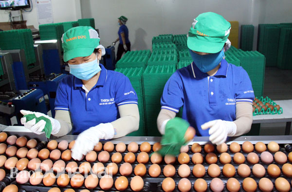 Quy trình sản xuất trứng gà Công ty TNHH thương mại, dịch vụ, sản xuất và chăn nuôi Thanh Đức (huyện Xuân Lộc)