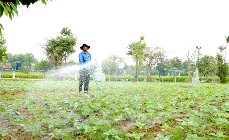 Công nhân đang chăm sóc cánh đồng hoa Hướng Dương tại Văn miếu Trấn Biên. Ảnh: Võ Tuyên